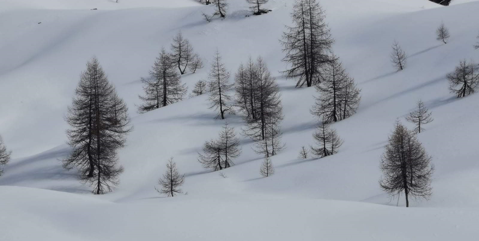 Manteau neigeux avec des arbres